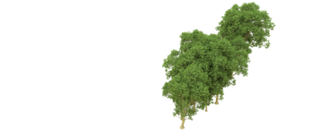 vert forêt isolé sur Contexte. 3d le rendu - illustration png