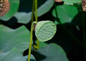 Pond with lotuses. Lotuses in the growing season. Decorative plants in the pond photo