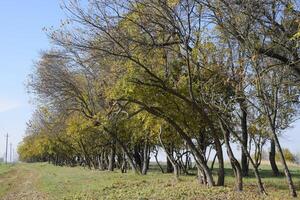 The Forest along the road in the fall. Yellowing leaves on the branches photo