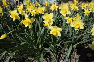 Spring flowering bulb plants in the flowerbed. Flowers daffodil yellow photo