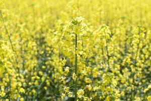 Rapeseed field. Background of rape blossoms. Flowering rape on the field. photo