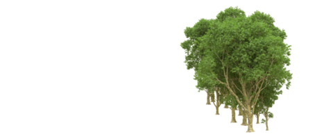 vert forêt isolé sur Contexte. 3d le rendu - illustration png