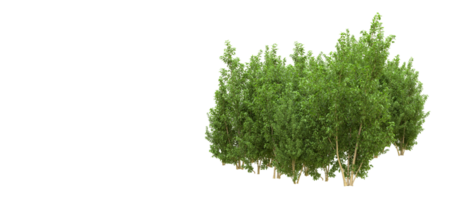 Green forest isolated on background. 3d rendering - illustration png