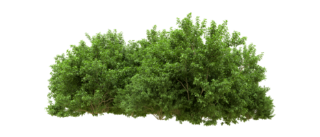 Green forest isolated on background. 3d rendering - illustration png