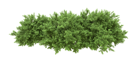 Green forest isolated on background. 3d rendering - illustration png