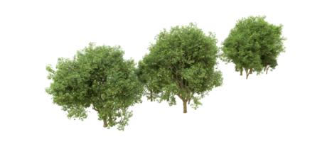 vert forêt isolé sur Contexte. 3d le rendu - illustration png