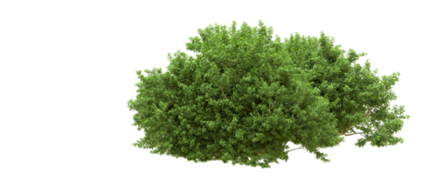 Green forest isolated on background. 3d rendering - illustration png