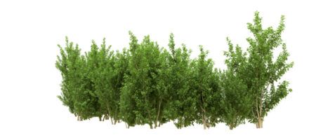 Green forest isolated on background. 3d rendering - illustration png