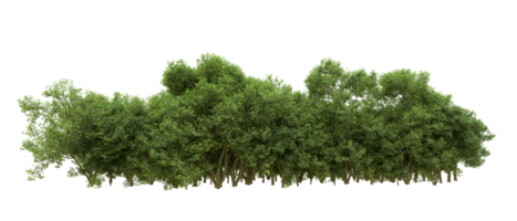 Green forest isolated on background. 3d rendering - illustration png