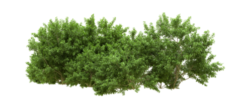 Green forest isolated on background. 3d rendering - illustration png