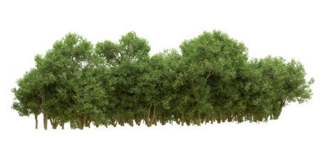 Green forest isolated on background. 3d rendering - illustration png