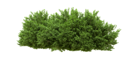 Green forest isolated on background. 3d rendering - illustration png