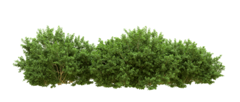 Green forest isolated on background. 3d rendering - illustration png