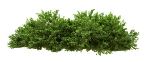 Green forest isolated on background. 3d rendering - illustration png