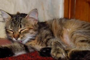 The striped cat licked and washed. Domestic cat. photo