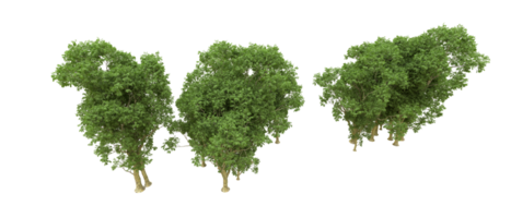 vert forêt isolé sur Contexte. 3d le rendu - illustration png