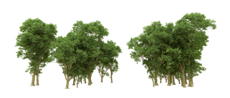 vert forêt isolé sur Contexte. 3d le rendu - illustration png