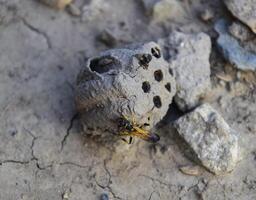 Break a hornet's nest of clay. Nests of clay belonging wasp. Clay camera in the nest and store food for larvae of them. The socket has input and ventillyatsionnye openings photo