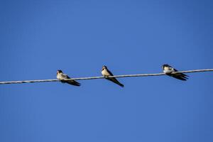 Swallows on the wires. Swallows against the blue sky. The swallo photo
