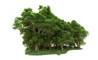 Green forest isolated on background. 3d rendering - illustration png