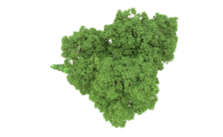 verde floresta isolado em fundo. 3d Renderização - ilustração png