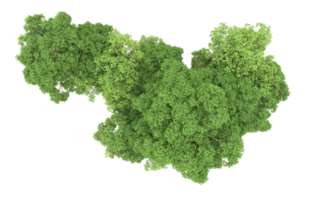 Grün Wald isoliert auf Hintergrund. 3d Rendern - - Illustration png