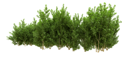 Green forest isolated on background. 3d rendering - illustration png