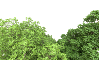 Green forest isolated on background. 3d rendering - illustration png