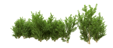 Green forest isolated on background. 3d rendering - illustration png