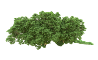 verde floresta isolado em fundo. 3d Renderização - ilustração png