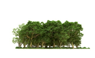 Green forest isolated on background. 3d rendering - illustration png