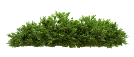 verde floresta isolado em fundo. 3d Renderização - ilustração png