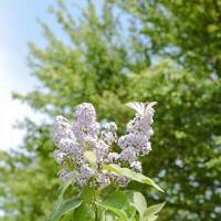 Swallowtail butterfly. Butterfly white sailboat on the flowers of lilac photo