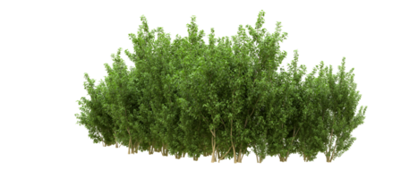 Green forest isolated on background. 3d rendering - illustration png