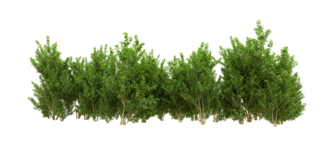 Green forest isolated on background. 3d rendering - illustration png