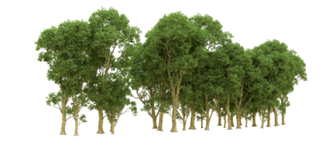 Green forest isolated on background. 3d rendering - illustration png