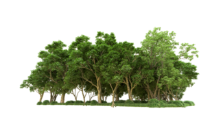 Green forest isolated on background. 3d rendering - illustration png