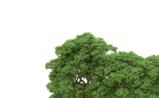 verde floresta isolado em fundo. 3d Renderização - ilustração png