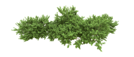 Green forest isolated on background. 3d rendering - illustration png