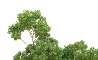 vert forêt isolé sur Contexte. 3d le rendu - illustration png