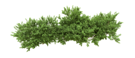 Green forest isolated on background. 3d rendering - illustration png