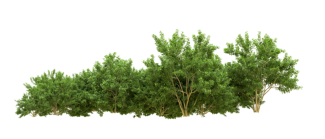 verde floresta isolado em fundo. 3d Renderização - ilustração png