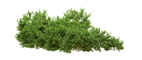 Green forest isolated on background. 3d rendering - illustration png