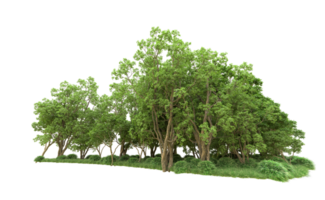 Green forest isolated on background. 3d rendering - illustration png