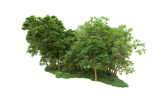 Green forest isolated on background. 3d rendering - illustration png