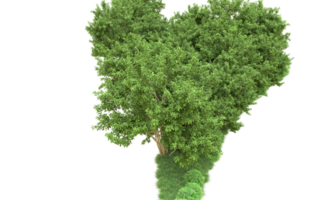 vert forêt isolé sur Contexte. 3d le rendu - illustration png