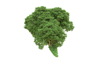 verde floresta isolado em fundo. 3d Renderização - ilustração png