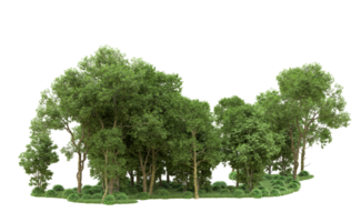 Green forest isolated on background. 3d rendering - illustration png