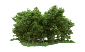 Green forest isolated on background. 3d rendering - illustration png