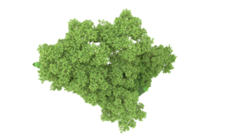 vert forêt isolé sur Contexte. 3d le rendu - illustration png